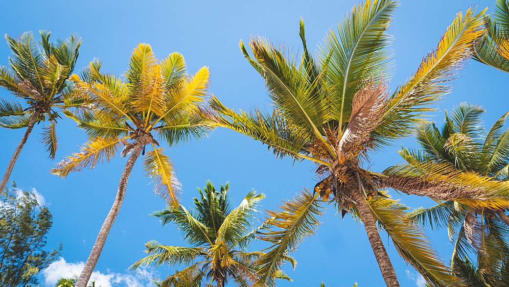 Palm-lined coastal road