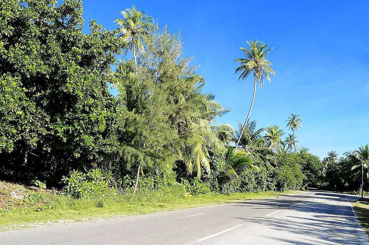 Bright coastal road with palms